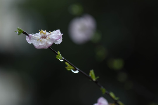 春雨润无声