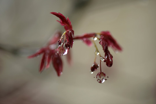 春雨润无声