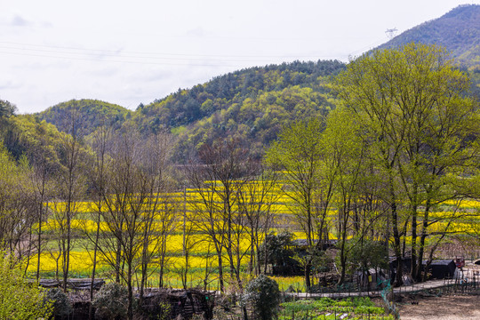 油菜花