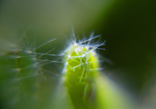 仙人掌花