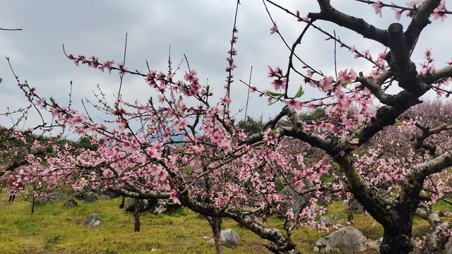 桃树林桃花