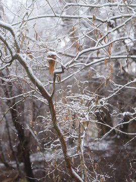 春雪