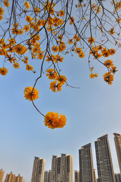 黄花风铃木