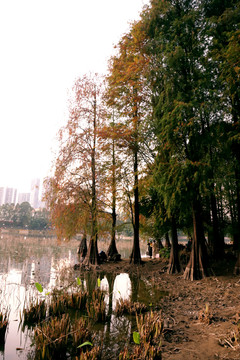 洪湖公园杉树
