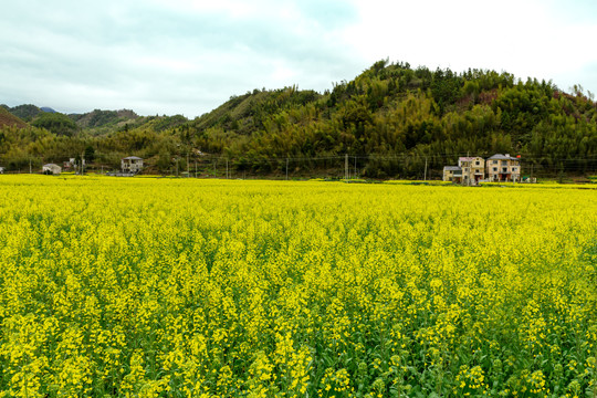 杭州市淳安县临岐村油菜花风景