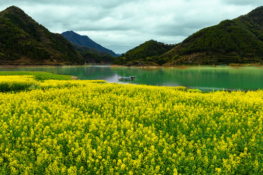 杭州市淳安县富山村油菜花风景