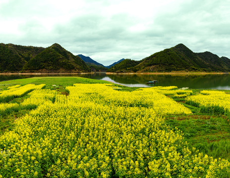 杭州市淳安县富山村油菜花风景