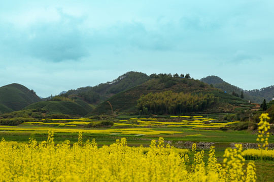 杭州市淳安县大墅镇油菜花风景