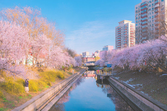 京师律师大厦桃花