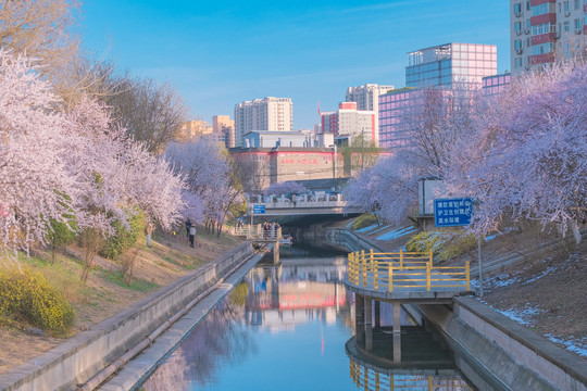 京师律师大厦桃花