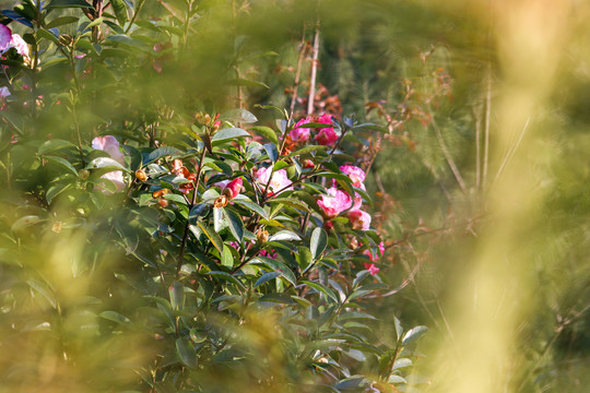 山茶花