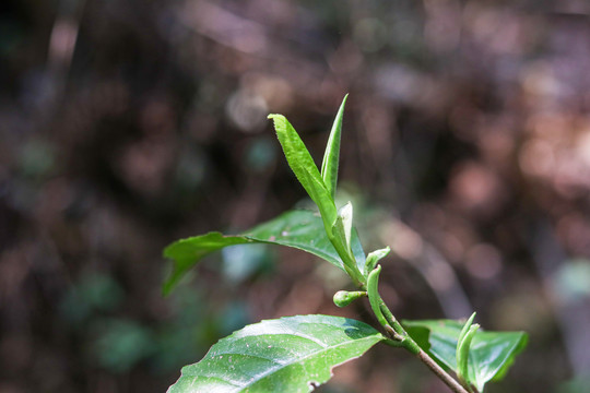 茶芽