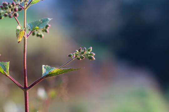 植物