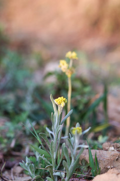 染饭花