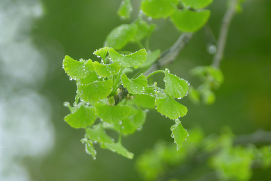 初春细雨中挂满水珠的银杏新叶