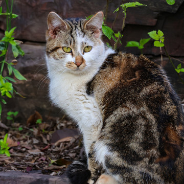 小花猫