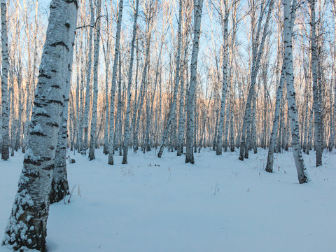 冬季桦树林积雪