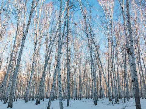 冬季清晨白桦树林
