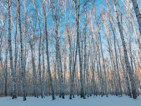 冬季仰拍白桦树林蓝天