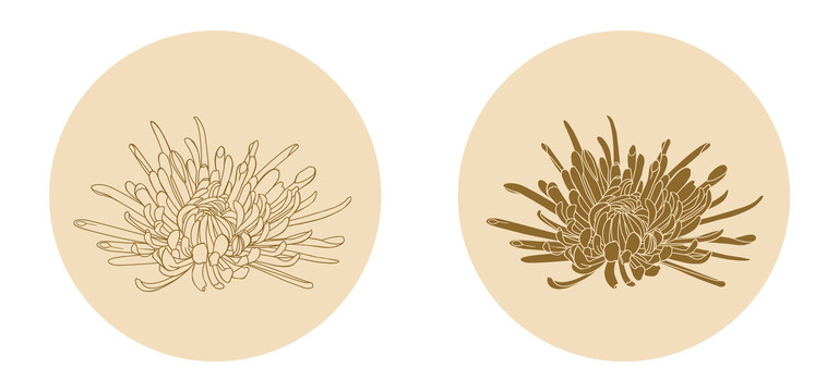 金絲皇菊
