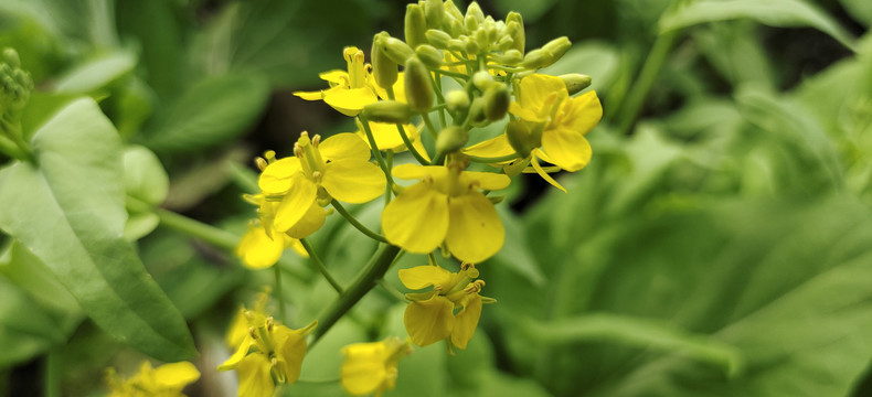 油菜花