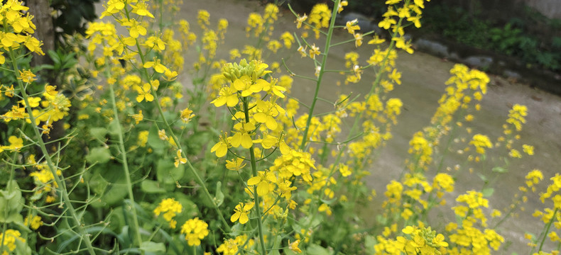 油菜花