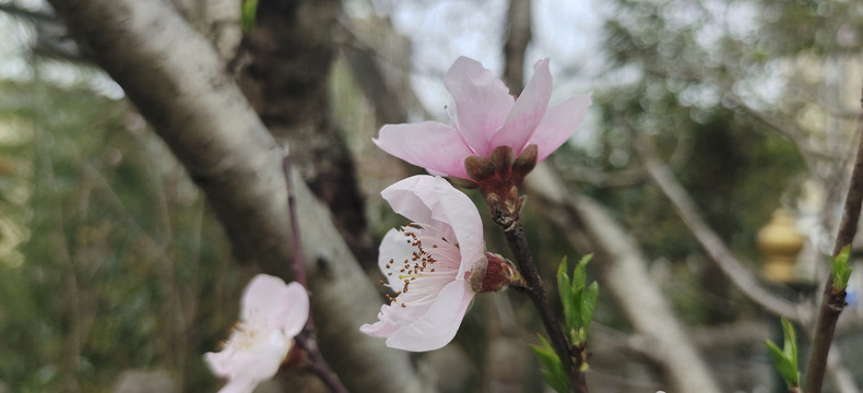 桃花