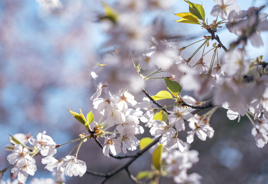 逆光的花