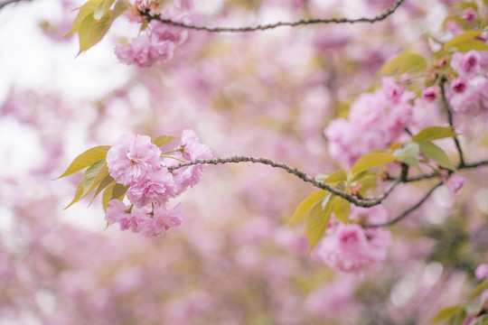 樱花