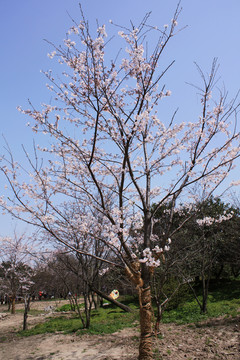 樱花