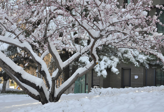 三月桃花雪