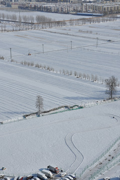 雪后城镇边上的麦田