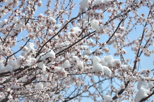 春雪桃花艳三分