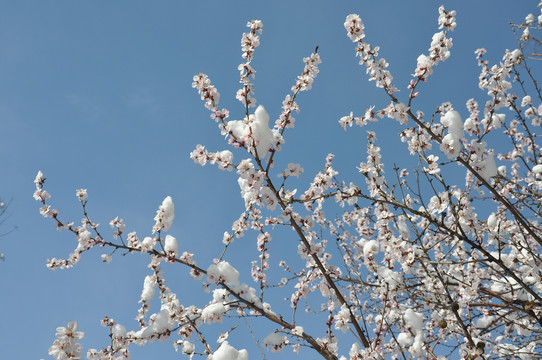 枝头桃花傲春雪