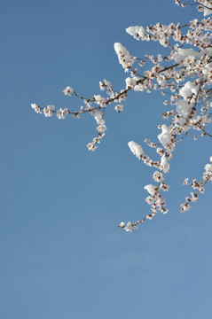 数枝桃花雪