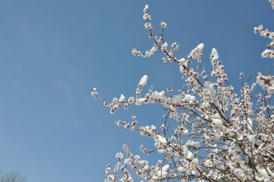 白雪桃花枝头春