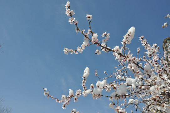 白雪桃花