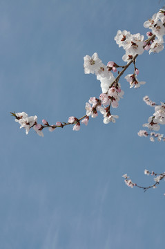 一剪桃花晴空雪