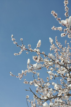 桃花枝头挂春雪