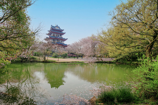 鼋头渚樱花园