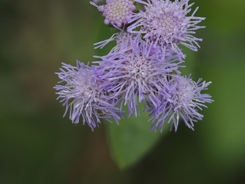 白花草