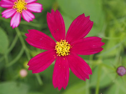 格桑花