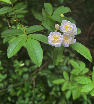 木香花花朵近景特写