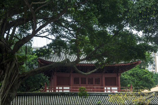 广州光孝寺