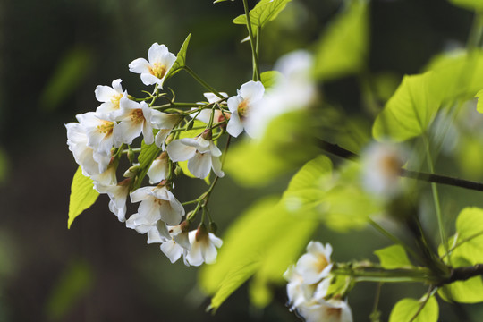 油桐花