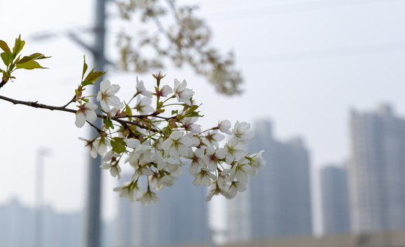 梨花梨树