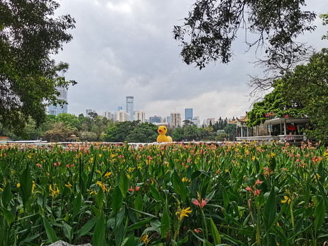 深圳市荔枝公园小黄鸭