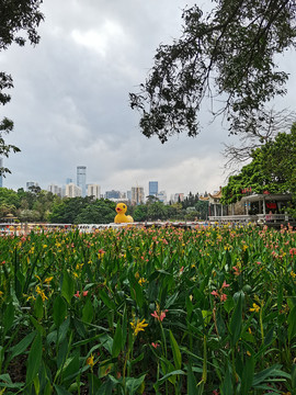 深圳市荔枝公园小黄鸭