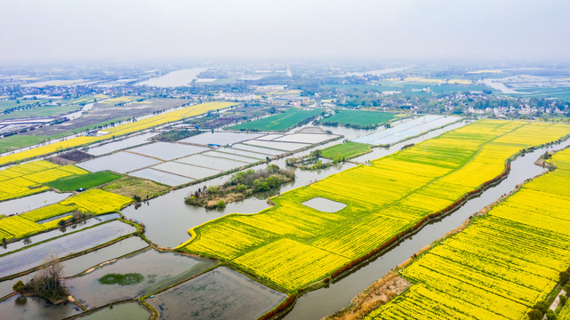 江南水乡油菜花