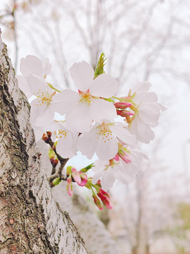 樱花